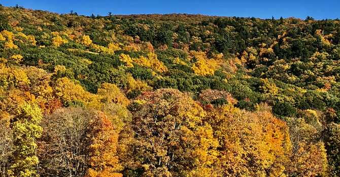 Happy Thanksgiving! image